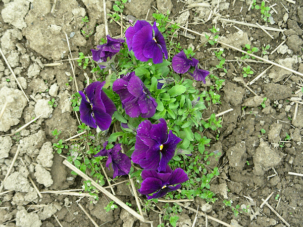 pansy in flower